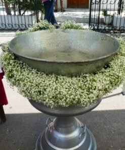 Λευκά λουλούδια